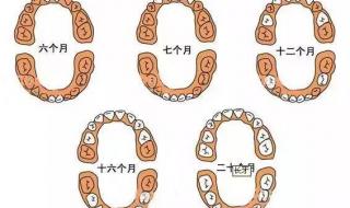 儿童换牙顺序图20颗 儿童换牙顺序图20颗