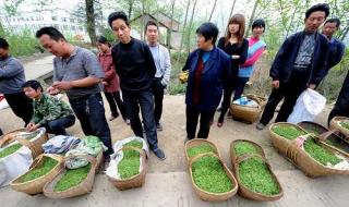 信阳毛尖什么茶 信阳毛尖什么茶