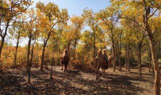 西夏黑水城 西夏黑水城