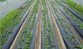 怎么买白银 怎么买白银