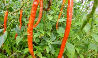 世界上最长的屎 世界上最长的屎